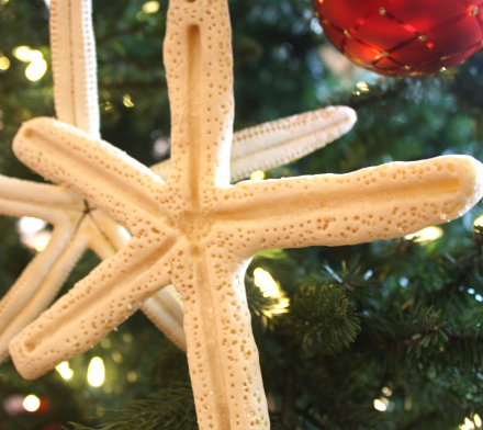 Detail Salt Dough Starfish Nomer 45