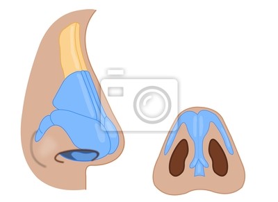 Detail Anatomie Unterkiefer Nomer 16
