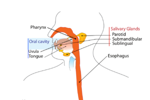 Detail Anatomie Unterkiefer Nomer 4