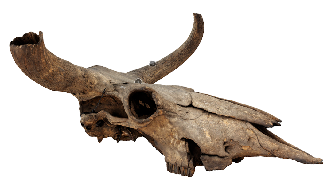 Aurochs Skull - KibrisPDR