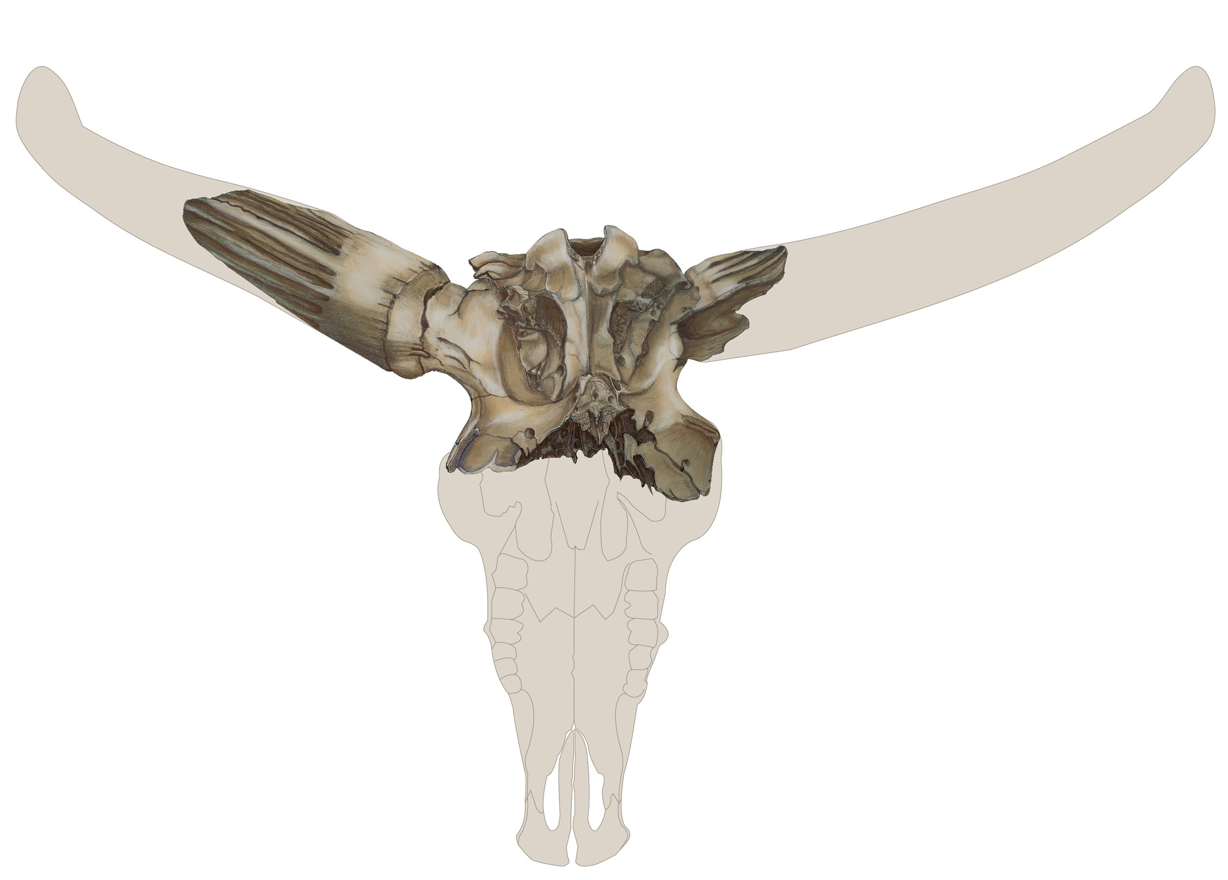 Detail Aurochs Skull Nomer 10