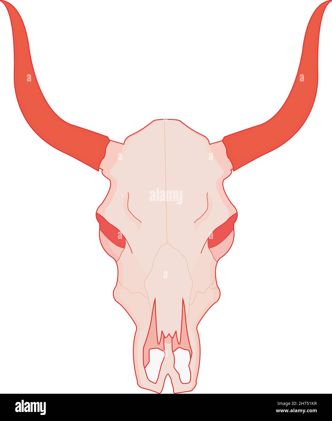 Detail Aurochs Skull Nomer 2