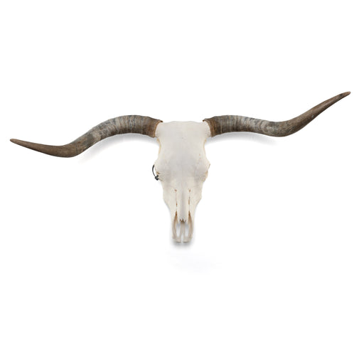 Detail Aurochs Skull Nomer 18