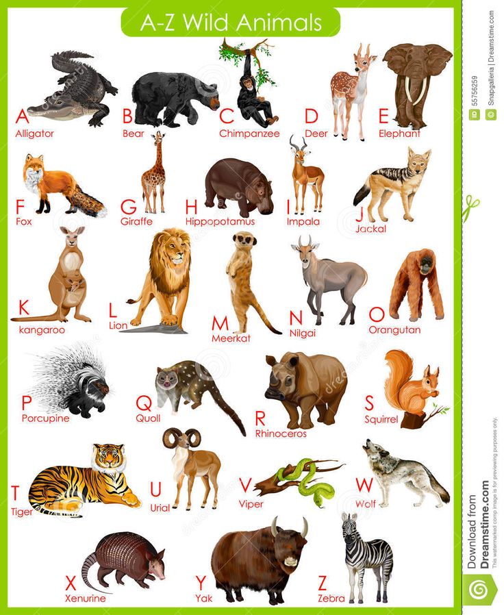 Detail Download Animals Picture Nomer 51