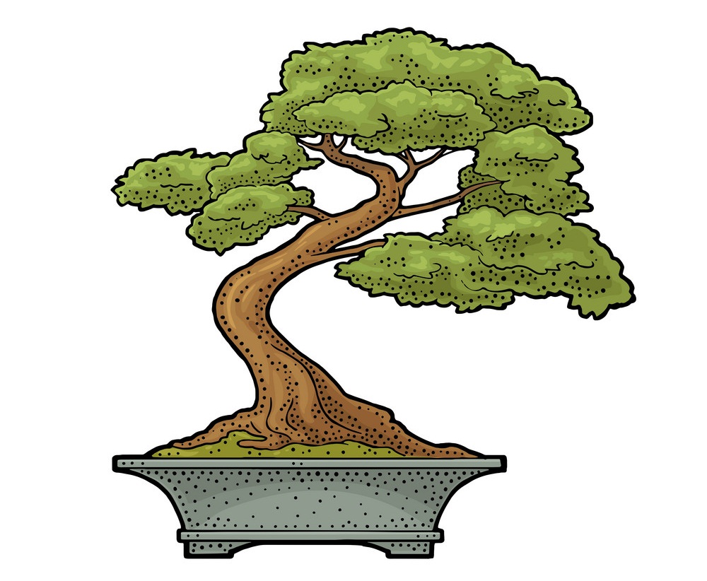 Detail Fotos Bonsai Ficus Nomer 4