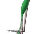 Detail M Flexor Carpi Radialis Nomer 6