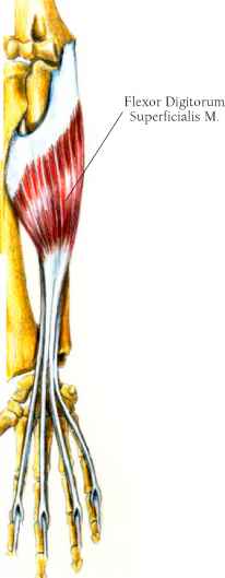 Detail M Flexor Carpi Radialis Nomer 17