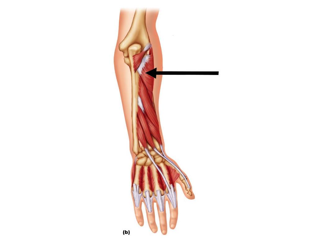 Detail M Flexor Carpi Radialis Nomer 19