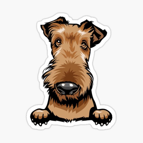 Detail Mini Irish Terrier Nomer 14