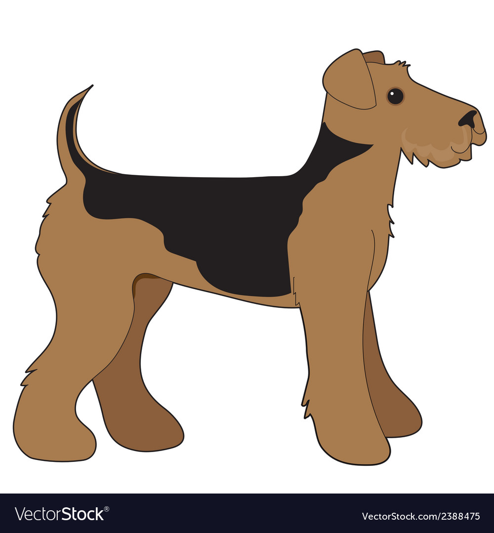 Detail Mini Irish Terrier Nomer 15