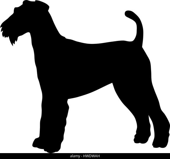 Detail Mini Irish Terrier Nomer 20