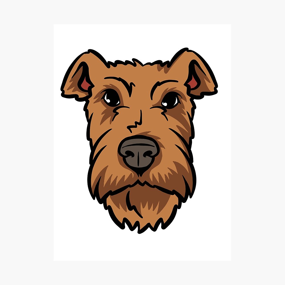 Detail Mini Irish Terrier Nomer 2