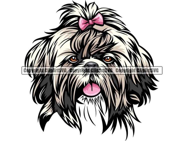 Yorkshire Shih Tzu - KibrisPDR