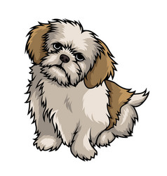 Detail Yorkshire Shih Tzu Nomer 16