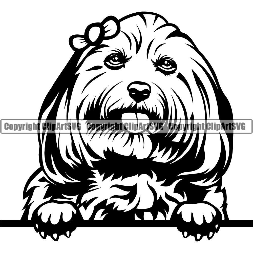 Detail Yorkshire Shih Tzu Nomer 20