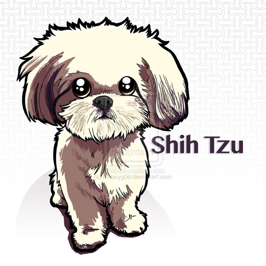 Detail Yorkshire Shih Tzu Nomer 6