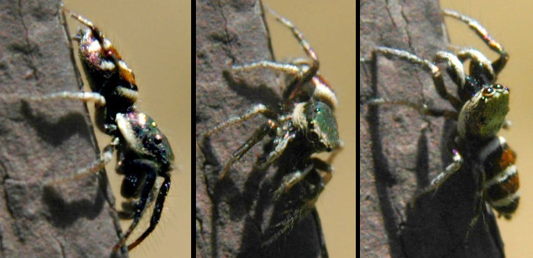 Detail Samurai Wasp Wikipedia Nomer 24