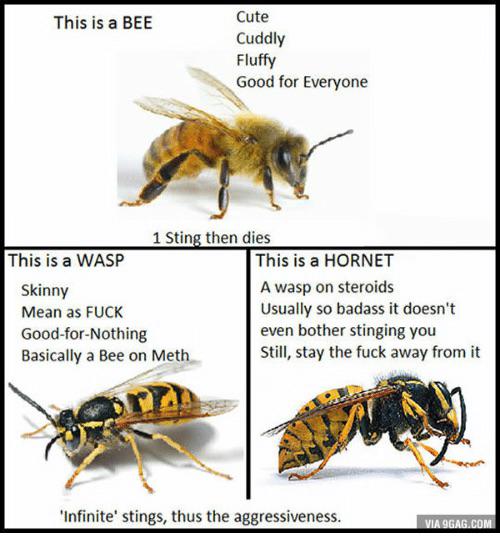 Detail Samurai Wasp Wikipedia Nomer 39
