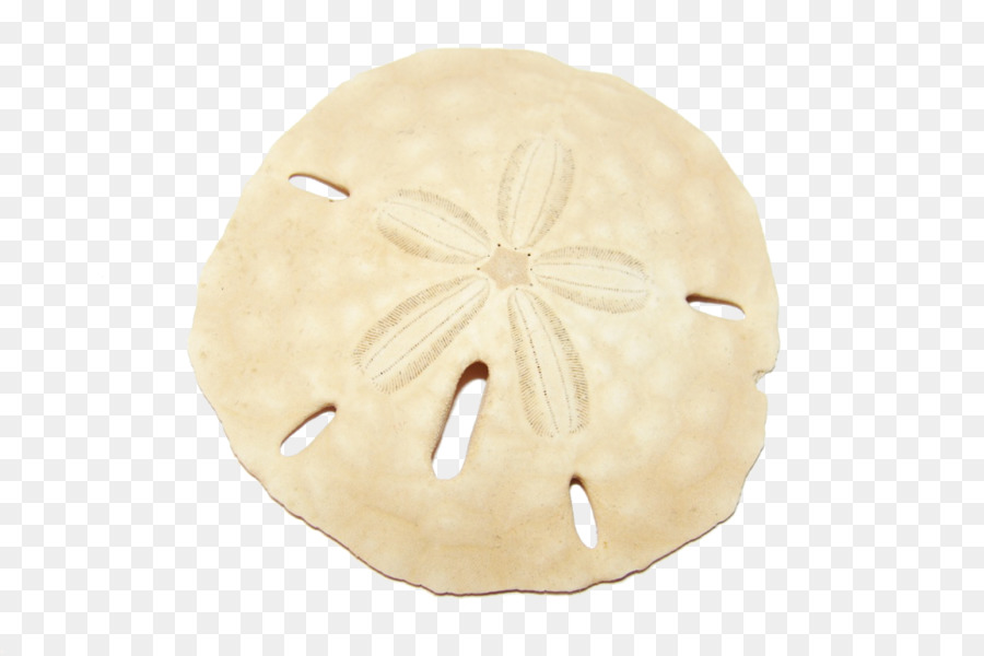 Detail Sand Dollar Clip Art Free Nomer 24