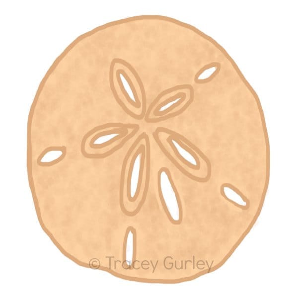 Detail Sand Dollar Clip Art Free Nomer 25