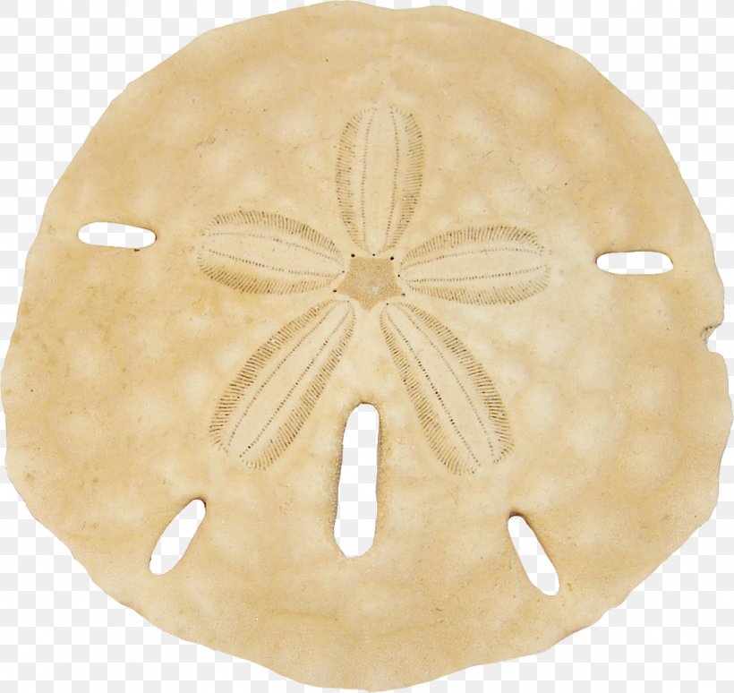 Detail Sand Dollar Clip Art Free Nomer 33