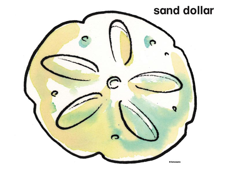 Detail Sand Dollar Clip Art Free Nomer 38