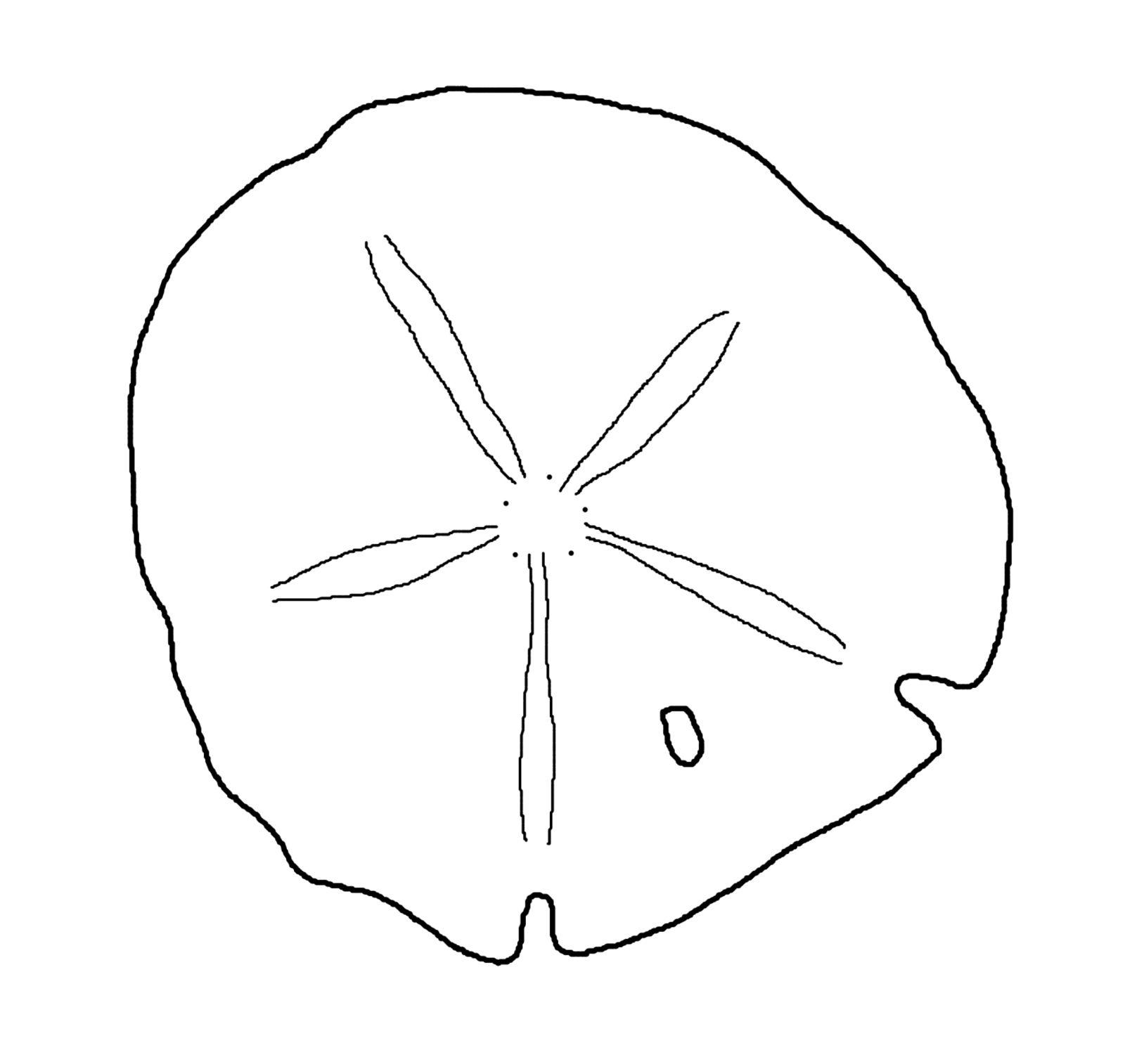 Detail Sand Dollar Clipart Black And White Nomer 9