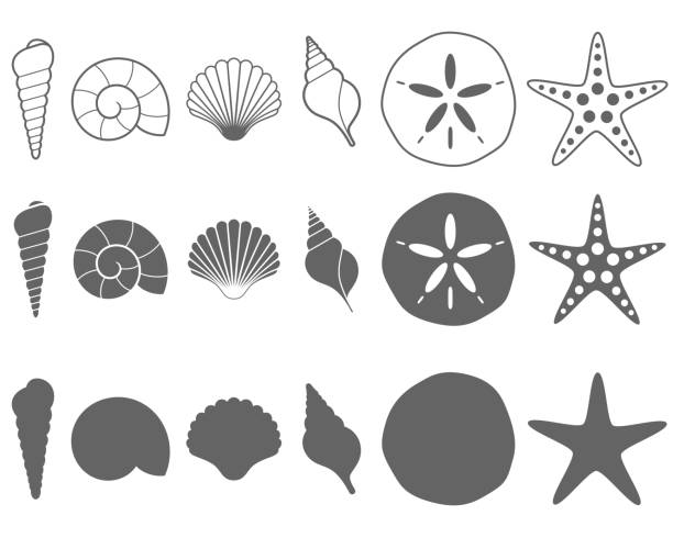 Detail Sand Dollar Clipart Black And White Nomer 2