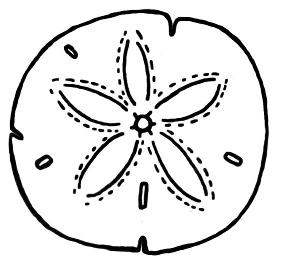 Detail Sand Dollar Clipart Black And White Nomer 3