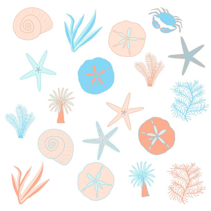 Detail Sand Dollar Clipart Free Nomer 40