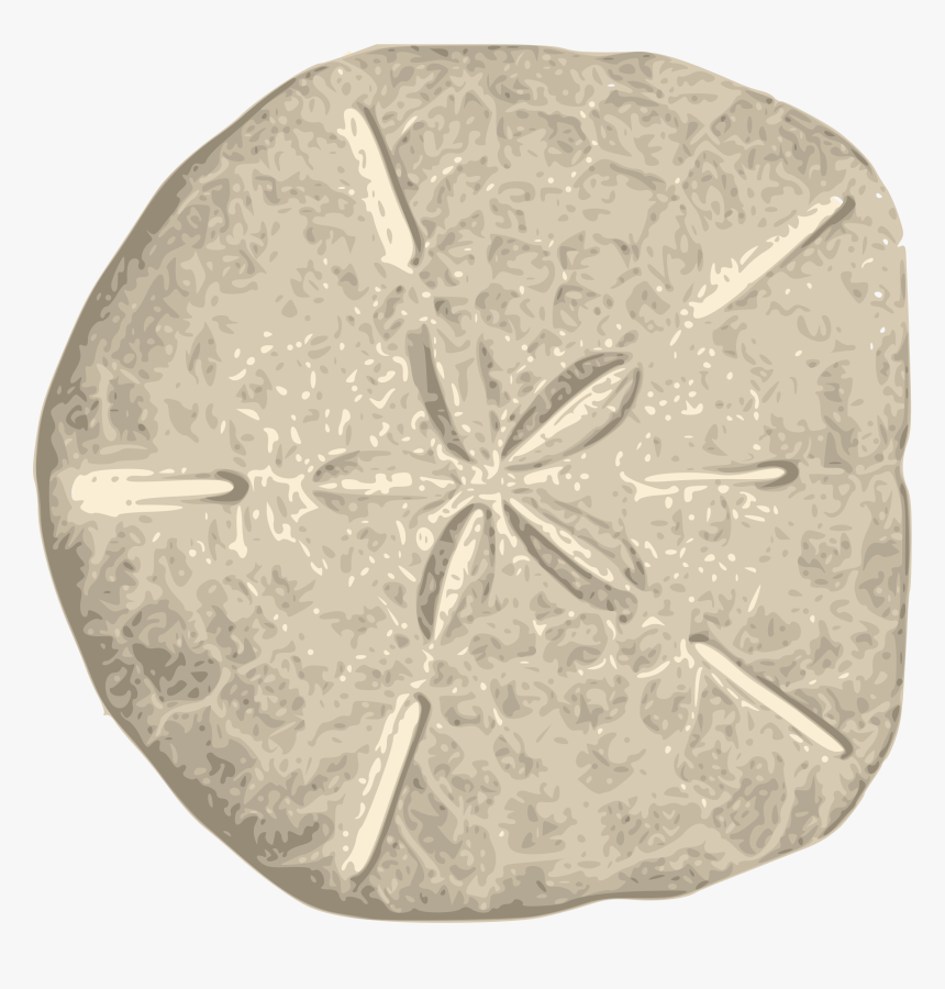 Detail Sand Dollars Clipart Nomer 47