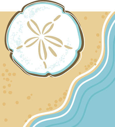 Detail Sand Dollars Clipart Nomer 49