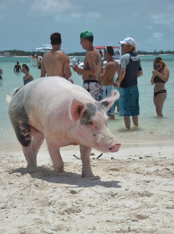 Detail Sandals Emerald Bay Swimming Pigs Nomer 30