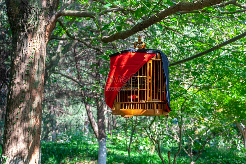 Detail Sangkar Burung Di Pohon Nomer 4