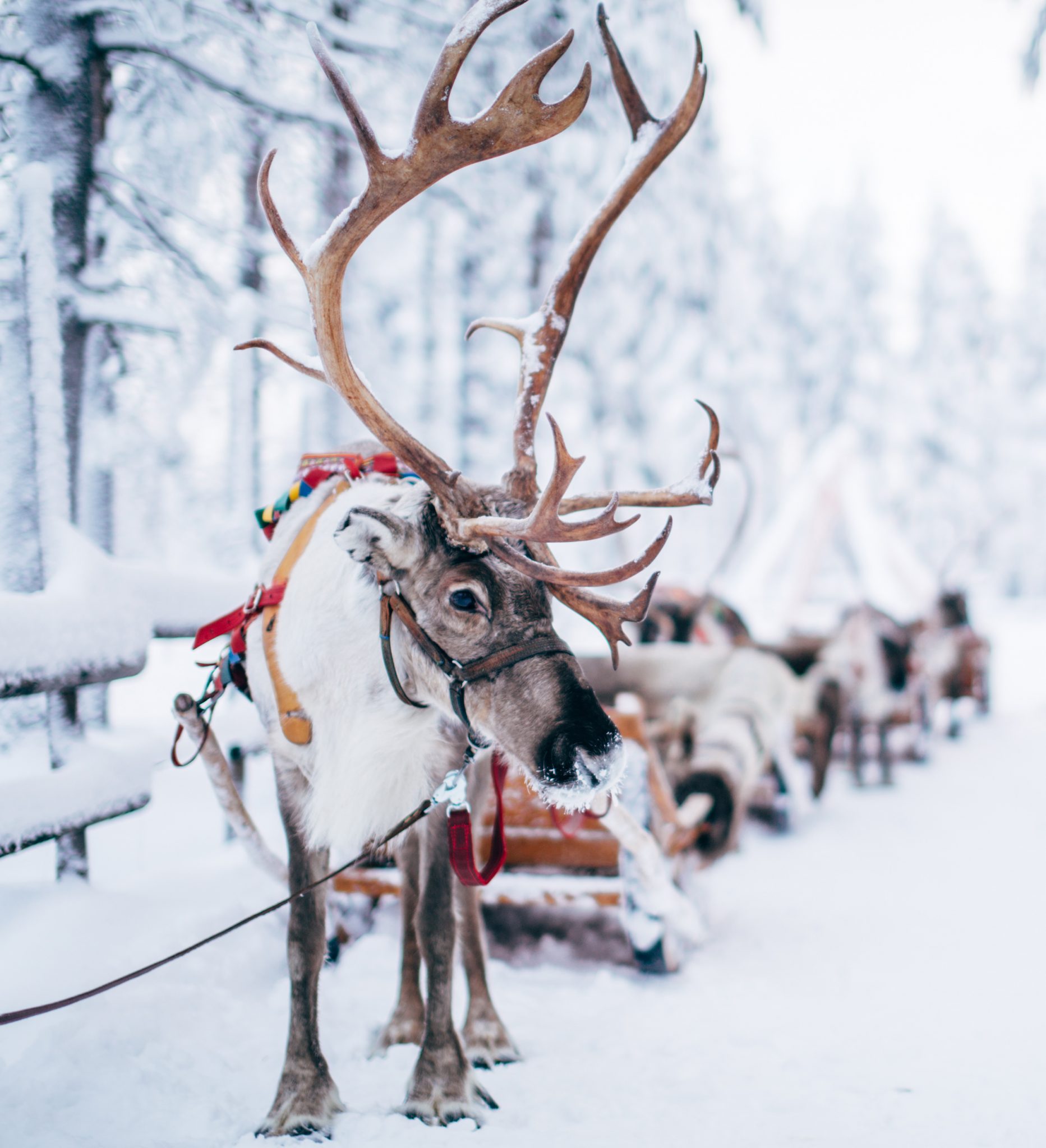 Detail Santa Claus And Reindeer Images Nomer 32