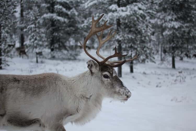 Detail Santa Claus Deer Names Nomer 42