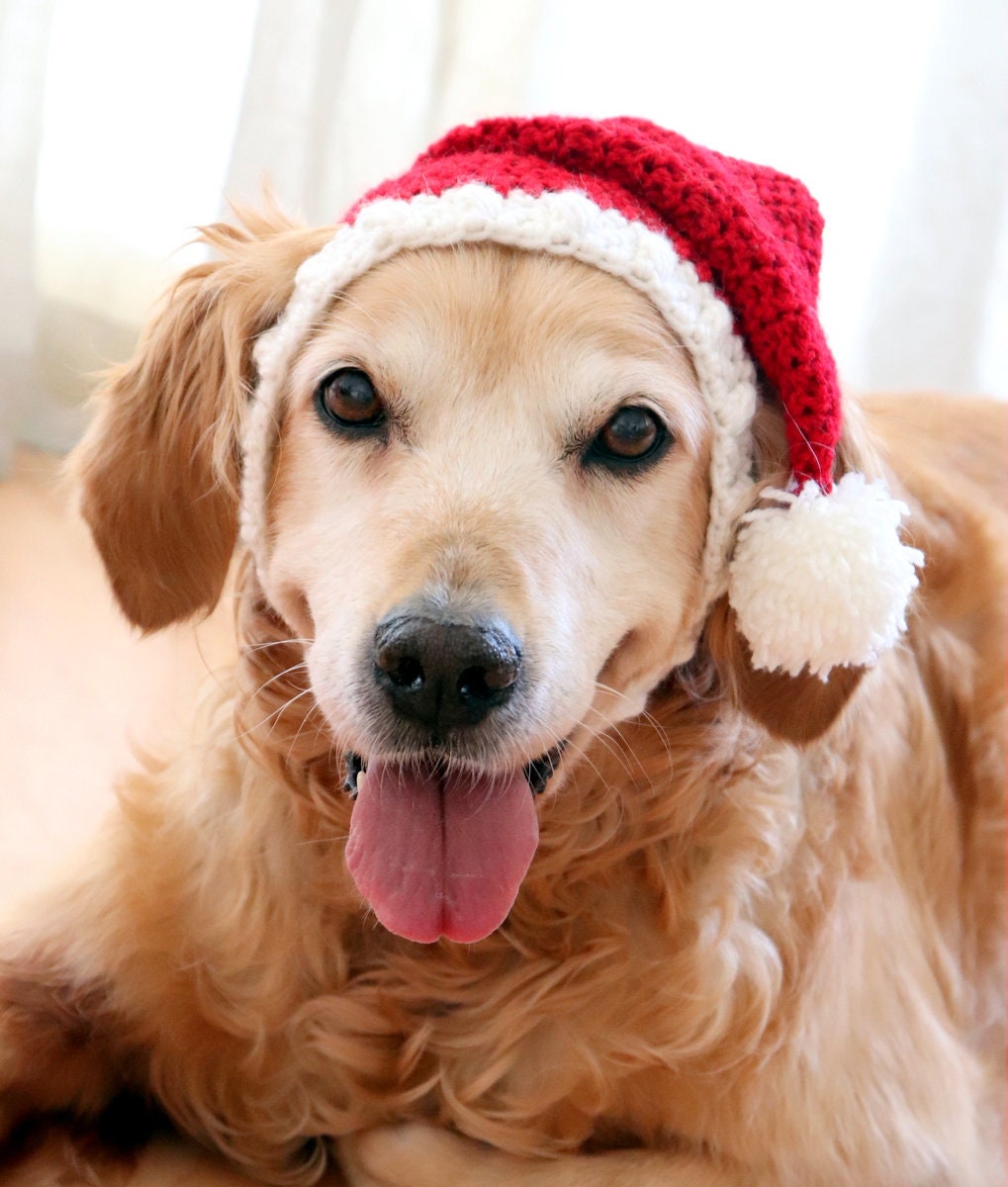 Detail Santa Claus Hats For Dogs Nomer 2