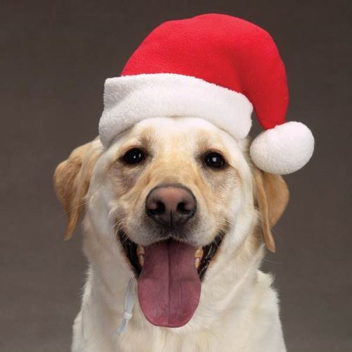 Detail Santa Claus Hats For Dogs Nomer 11