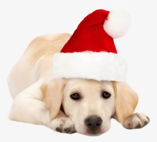 Detail Santa Claus Hats For Dogs Nomer 17