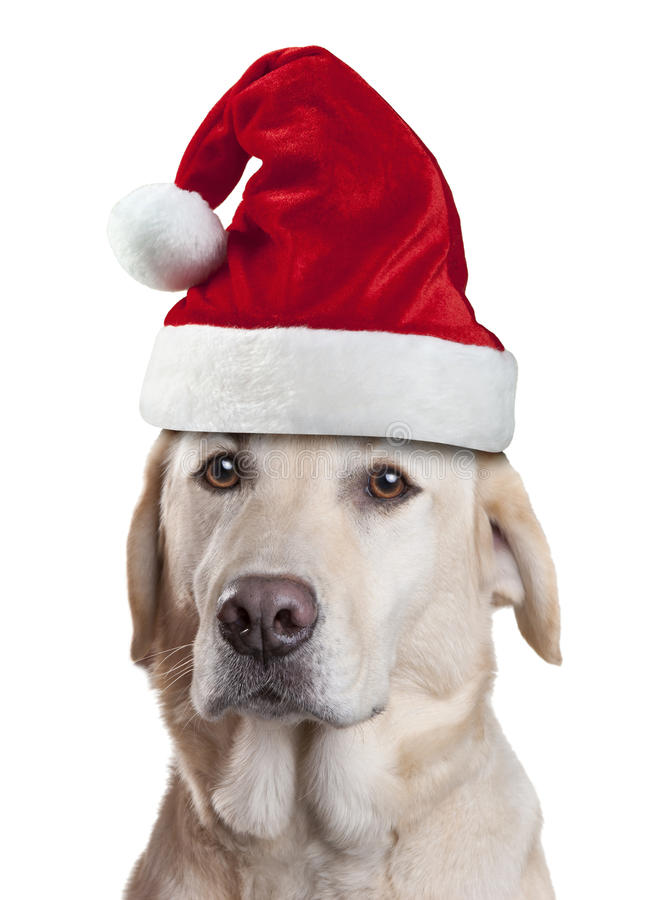 Detail Santa Claus Hats For Dogs Nomer 21