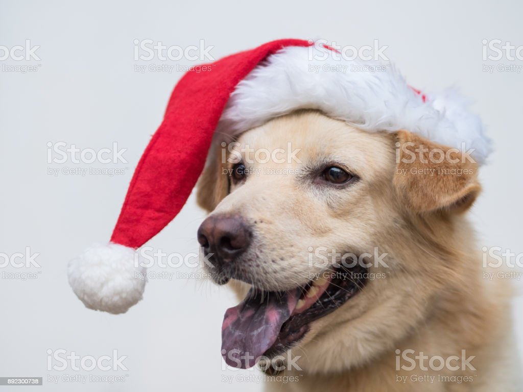 Detail Santa Claus Hats For Dogs Nomer 31