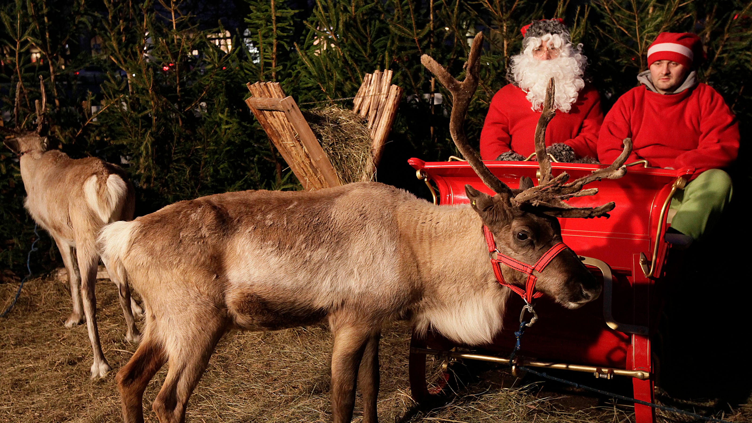 Detail Santa Claus Reindeer Pictures Nomer 43