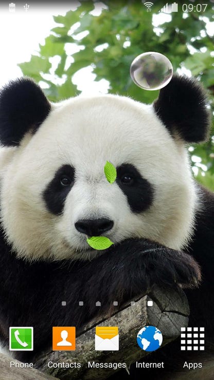 Detail Wallpaper Panda Bergerak Nomer 23