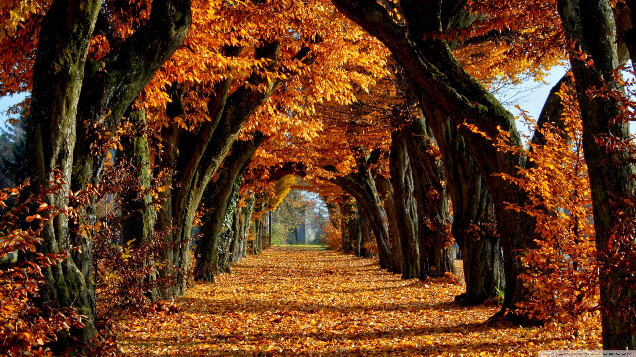 Detail Wallpaper Path Nomer 9