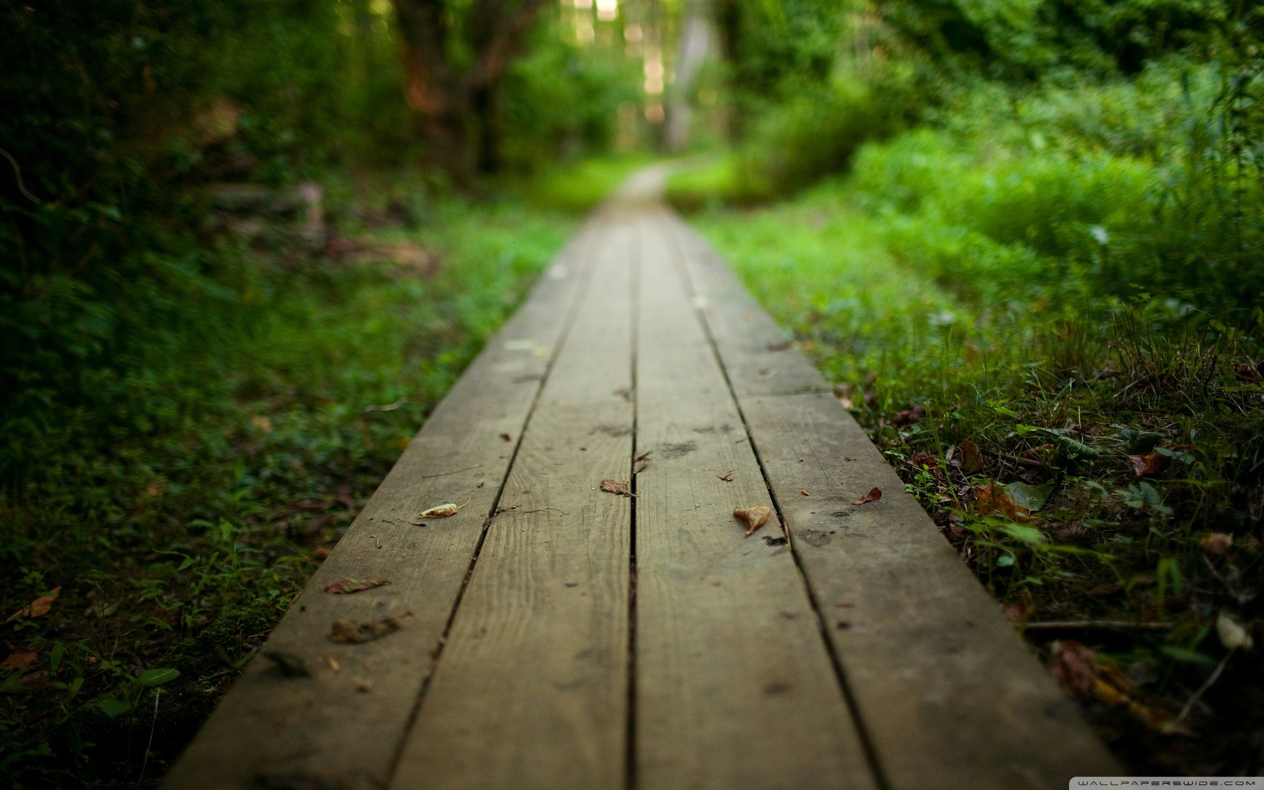Detail Wallpaper Path Nomer 3