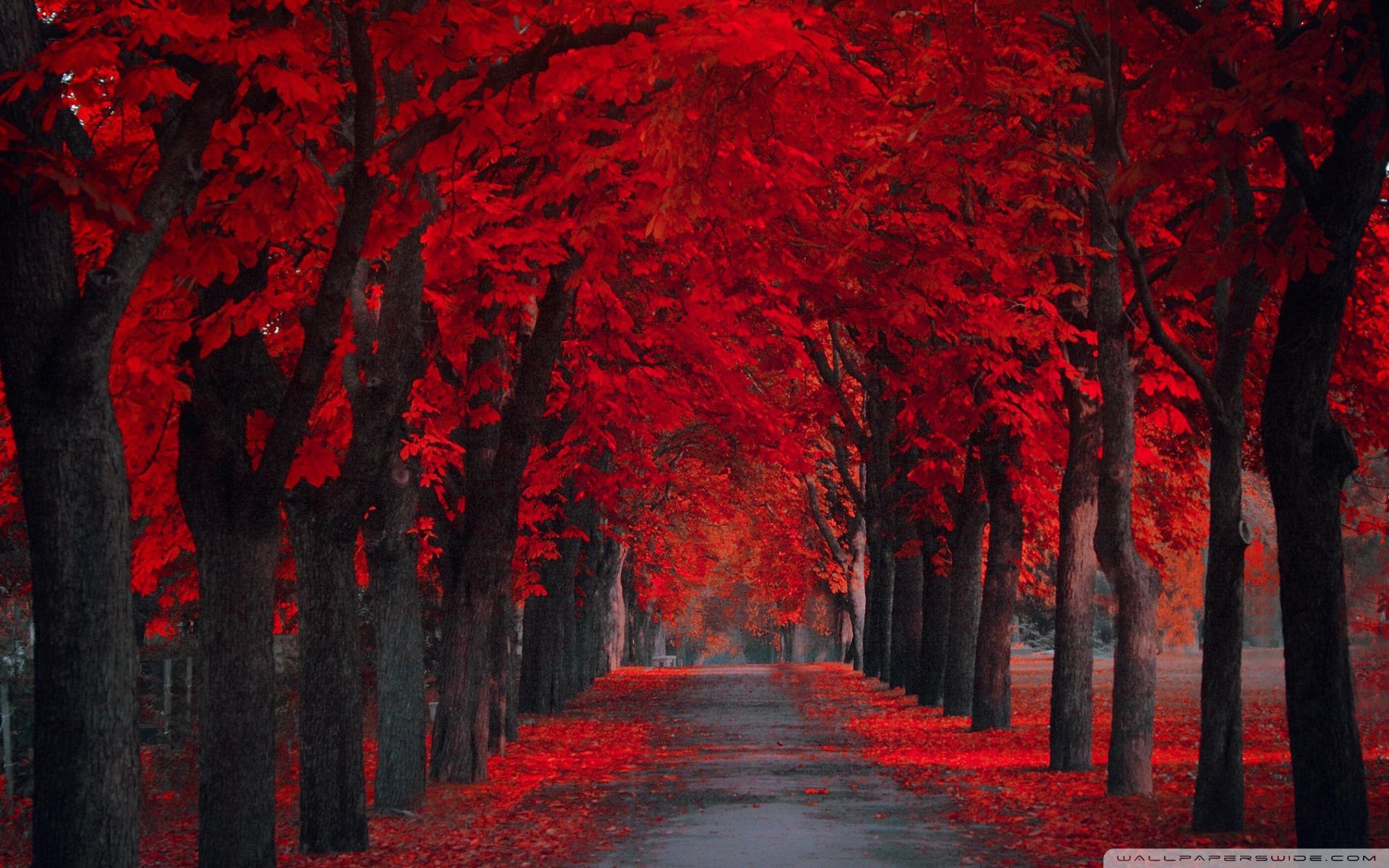 Detail Wallpaper Path Nomer 53