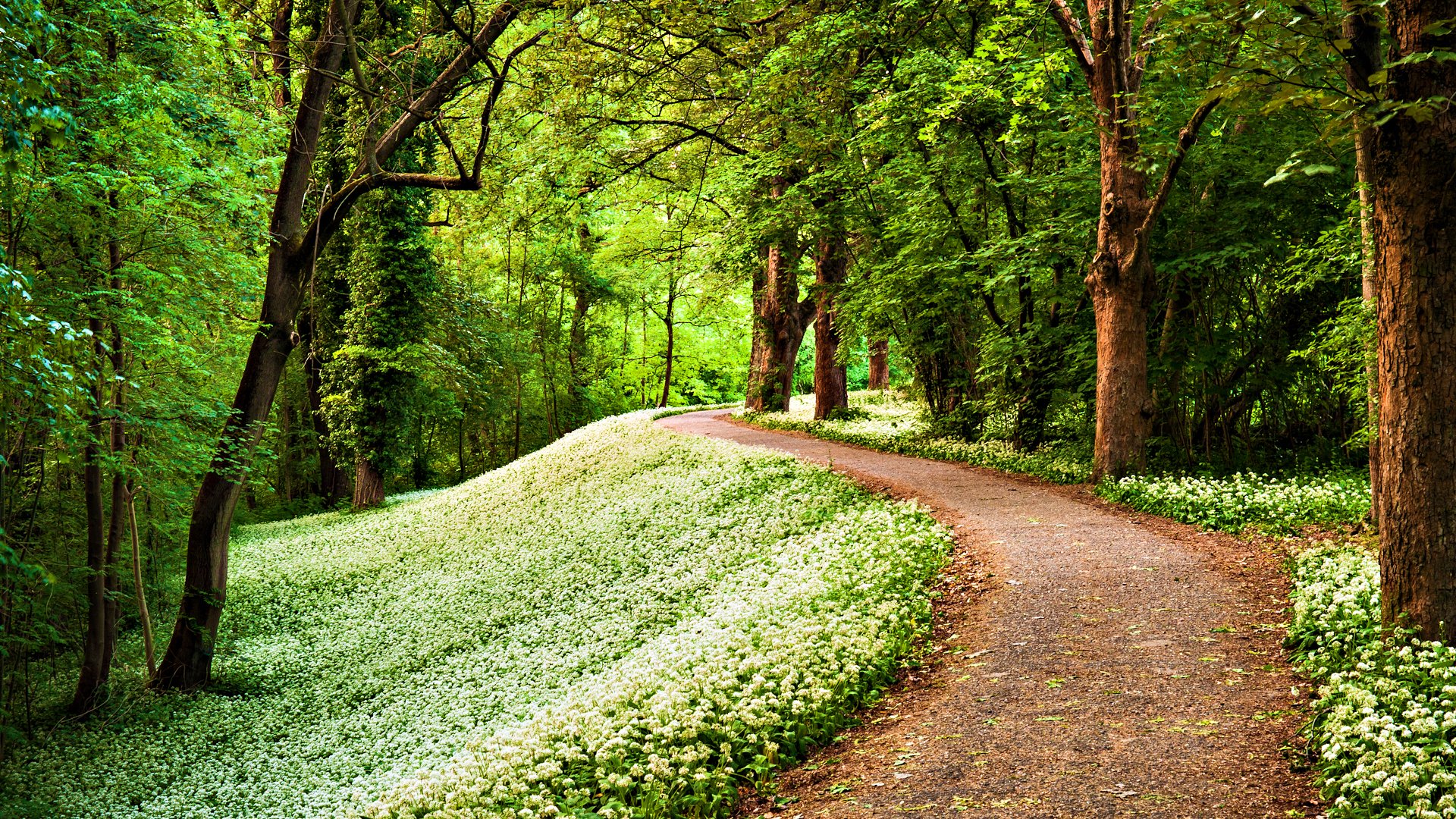 Detail Wallpaper Path Nomer 6