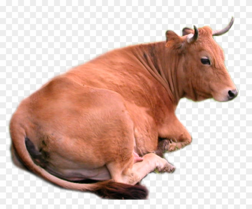 Detail Sapi Animasi Png Nomer 50