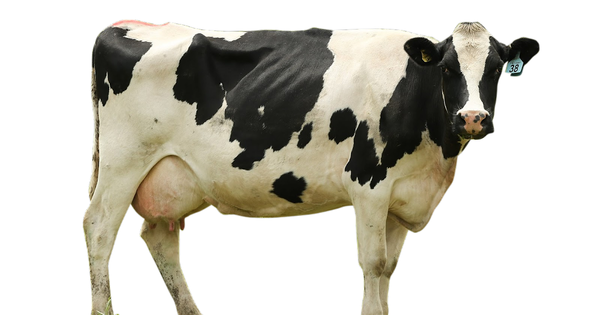 Detail Sapi Background Putih Nomer 2