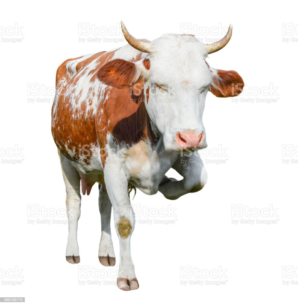 Detail Sapi Background Putih Nomer 11